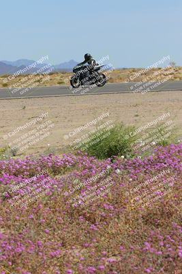 media/Mar-12-2023-SoCal Trackdays (Sun) [[d4c8249724]]/Turn 15 Inside Bloom (130pm)/